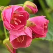 Dombeya elegans cordem.mahot rose.( fleurs mâles ) malvaceae.endémique Réunion..jpeg
